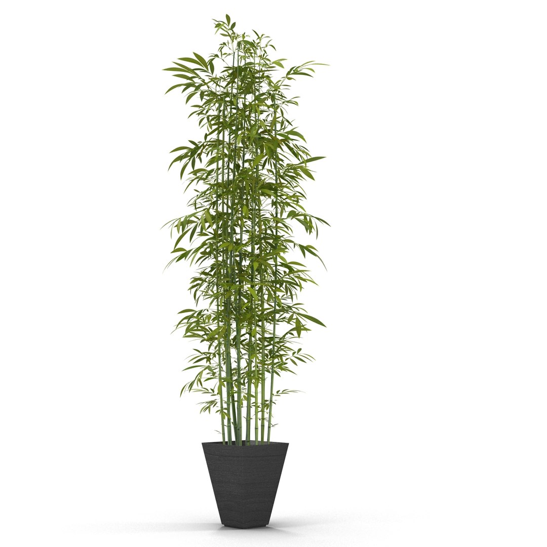 green bamboo 3d max https://p.turbosquid.com/ts-thumb/QL/nNkTN0/3ZuY4nzi/bamboo_bush_green_02/jpg/1425307365/1920x1080/fit_q87/2a0f707d939ef1f0bef2ab7d2125dd1d81556ec5/bamboo_bush_green_02.jpg