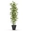 bamboo bush new