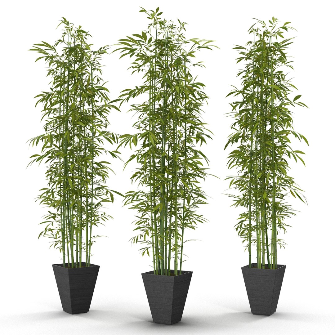 green bamboo 3d max https://p.turbosquid.com/ts-thumb/QL/nNkTN0/LVJLyFcP/bamboo_bush_green_09/jpg/1425307365/1920x1080/fit_q87/a6ad3db7b1871331413b02398fd33854396266b9/bamboo_bush_green_09.jpg