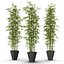 bamboo bush new
