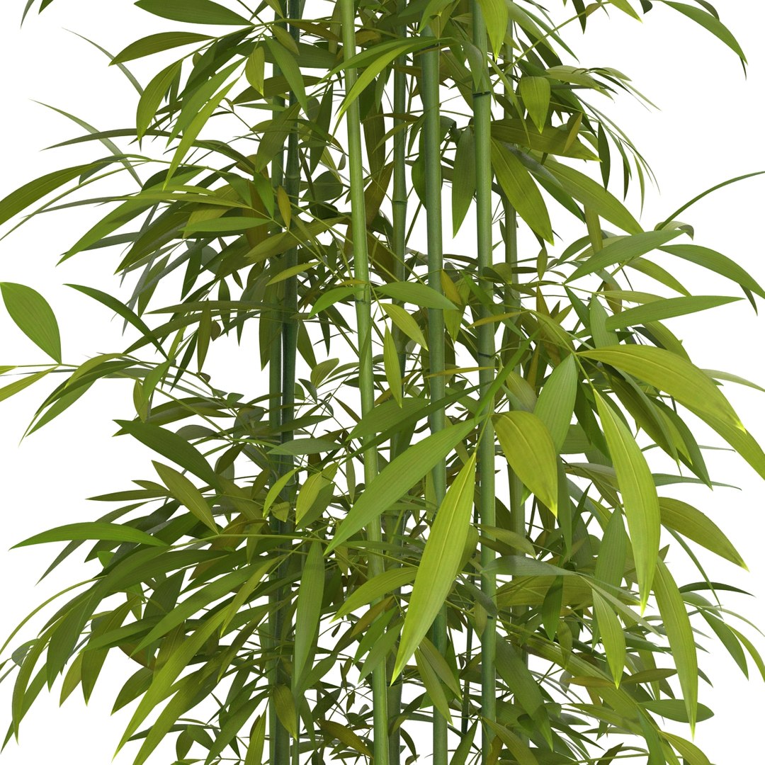 green bamboo 3d max https://p.turbosquid.com/ts-thumb/QL/nNkTN0/MyuhKwJO/bamboo_bush_green_06/jpg/1425307365/1920x1080/fit_q87/5f96f601d117f6b25f95e7a0662f27edc2297fef/bamboo_bush_green_06.jpg