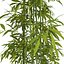 bamboo bush new