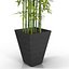 bamboo bush new