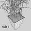 bamboo bush new