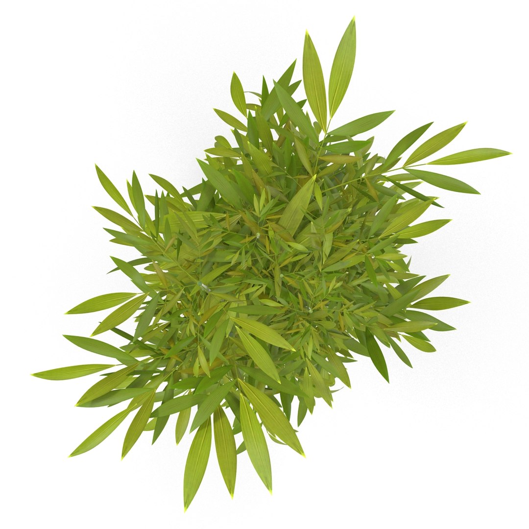 green bamboo 3d max https://p.turbosquid.com/ts-thumb/QL/nNkTN0/aPJWN5Gp/bamboo_bush_green_08/jpg/1425307365/1920x1080/fit_q87/ea374c4007e038c3e55bbf631ad61b572bf5e0c5/bamboo_bush_green_08.jpg