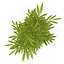 bamboo bush new
