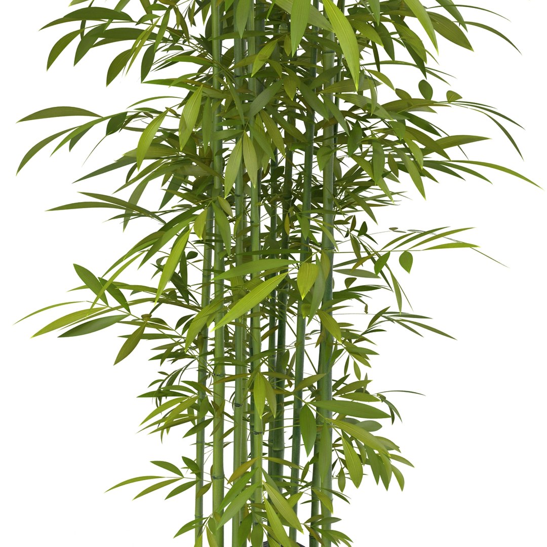 green bamboo 3d max https://p.turbosquid.com/ts-thumb/QL/nNkTN0/nHXzkNCa/bamboo_bush_green_05/jpg/1425307365/1920x1080/fit_q87/1545a983808fa409f9bafb9f285053c5cad8640f/bamboo_bush_green_05.jpg