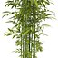 bamboo bush new