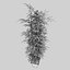 bamboo bush new