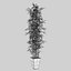 bamboo bush new