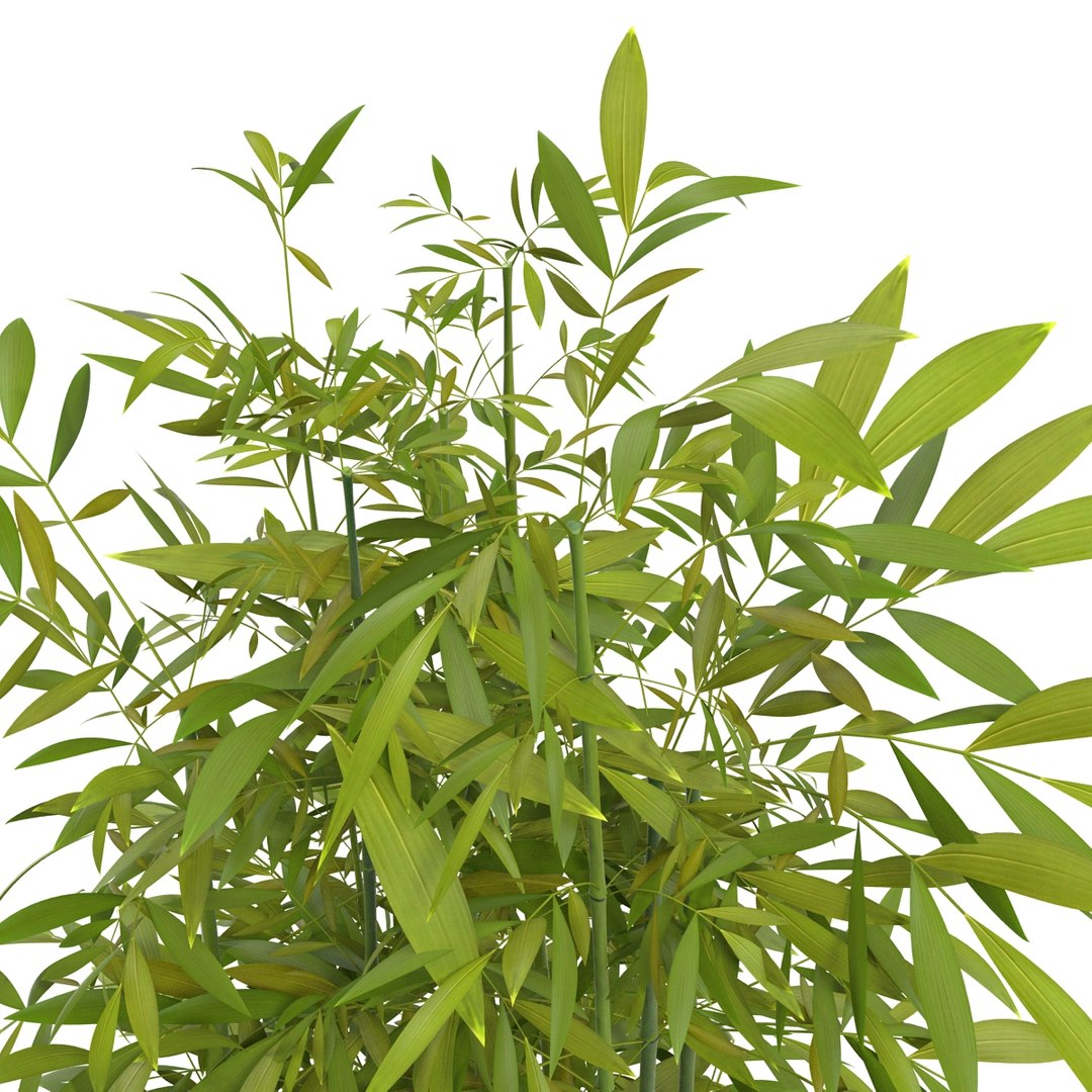 green bamboo 3d max https://p.turbosquid.com/ts-thumb/QL/nNkTN0/wGlTRW5t/bamboo_bush_green_07/jpg/1425307365/1920x1080/fit_q87/8128f472887dd92036b78051e8dd73306bf14ce2/bamboo_bush_green_07.jpg