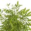 bamboo bush new
