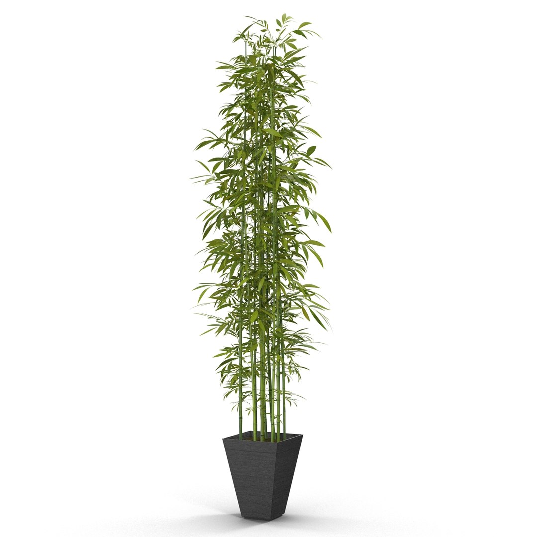 green bamboo 3d max https://p.turbosquid.com/ts-thumb/QL/nNkTN0/wdPU13Ok/bamboo_bush_green_01/jpg/1425307365/1920x1080/fit_q87/7c987c91d1f099b467df49d870136f4f75cedeaf/bamboo_bush_green_01.jpg