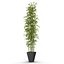 bamboo bush new