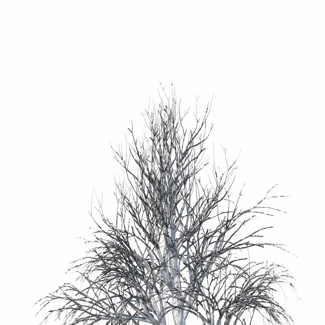 3D Winter Tree 030 Snow Model - TurboSquid 1235852