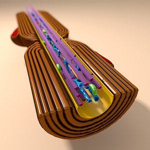 cross section 3d model