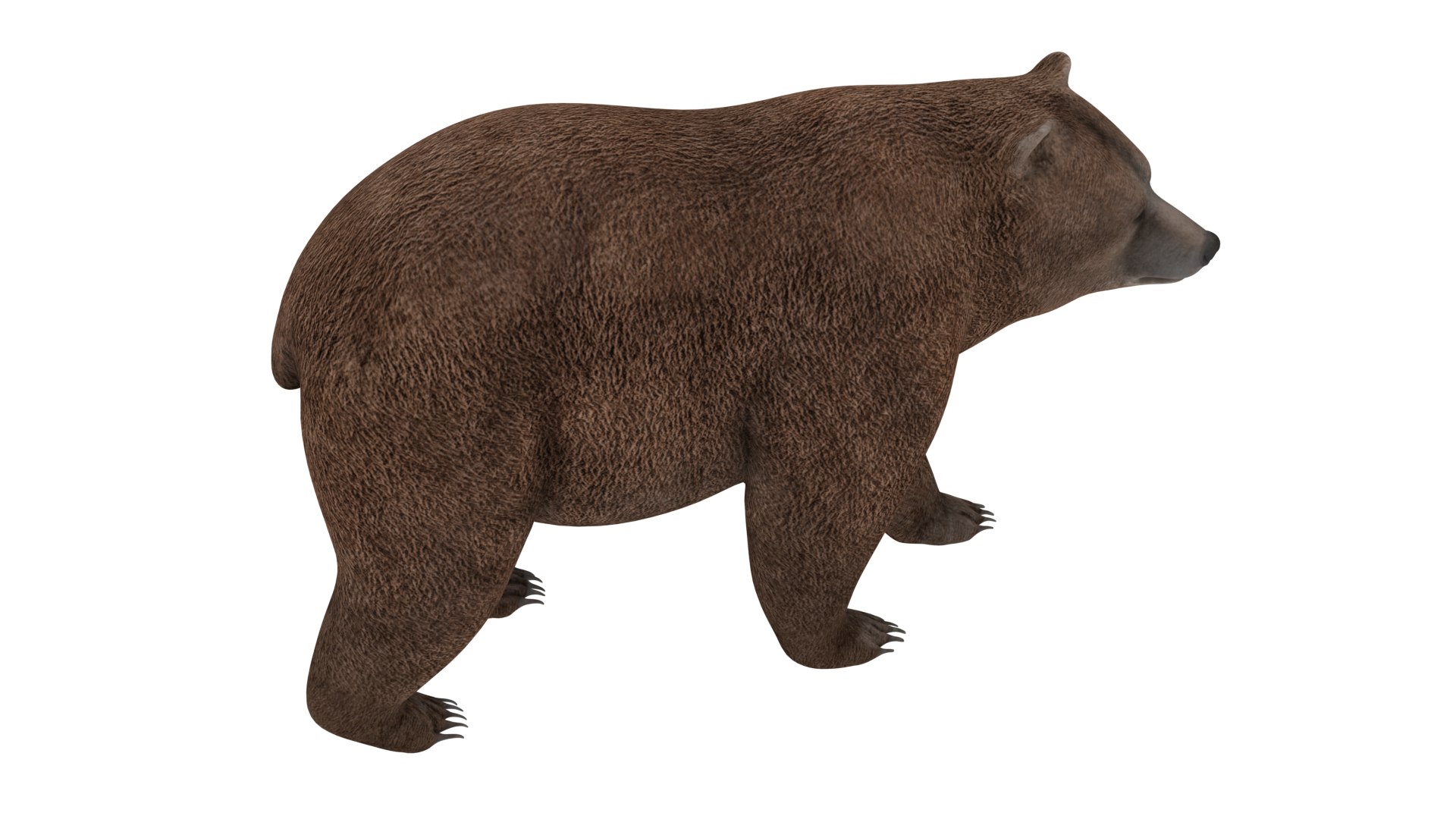 Bear animal 3D model TurboSquid 1670243