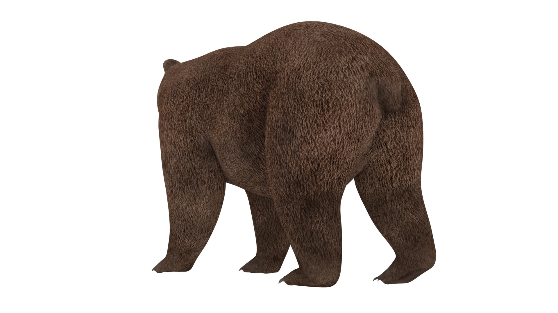 Bear animal 3D model TurboSquid 1670243