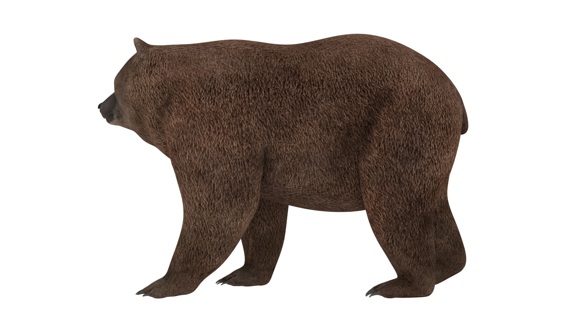 Bear animal 3D model TurboSquid 1670243