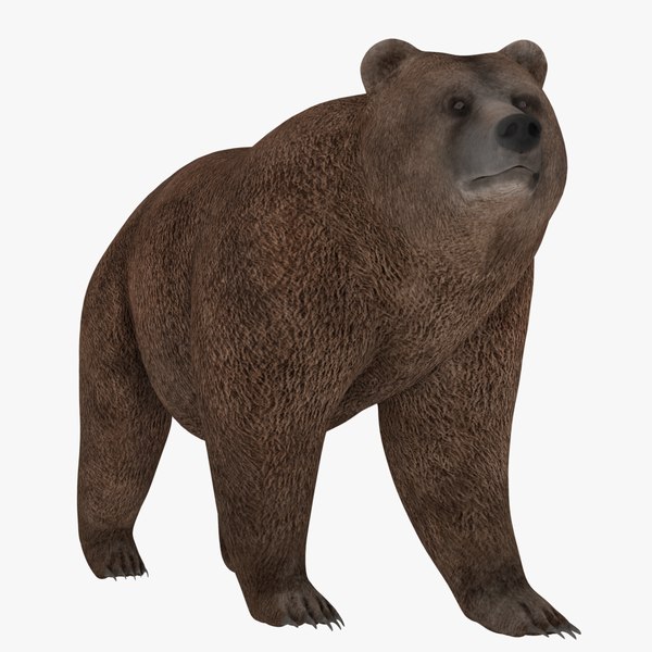 Bear 3D Models for Download | TurboSquid