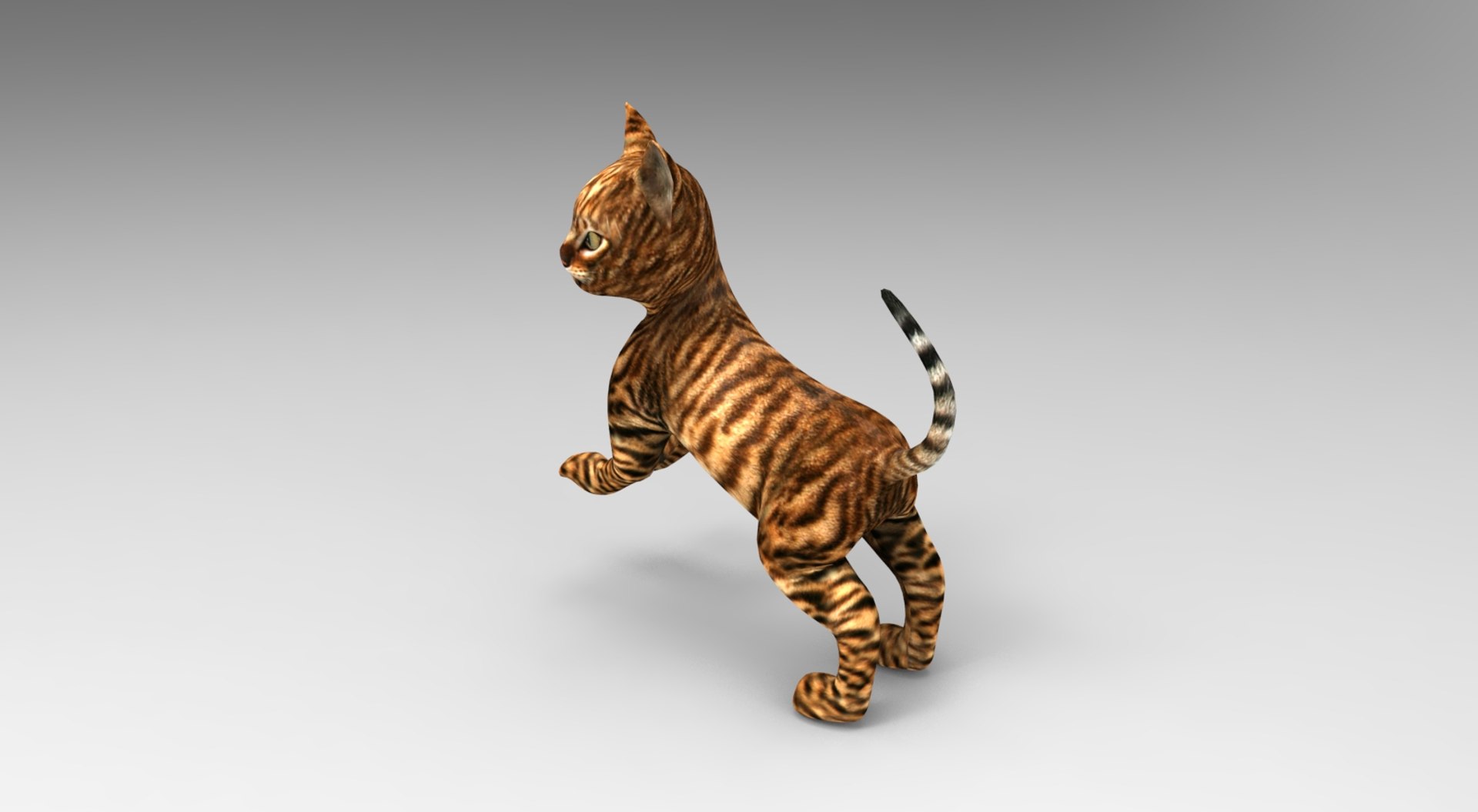 3D cat rigged animation model - TurboSquid 1204695