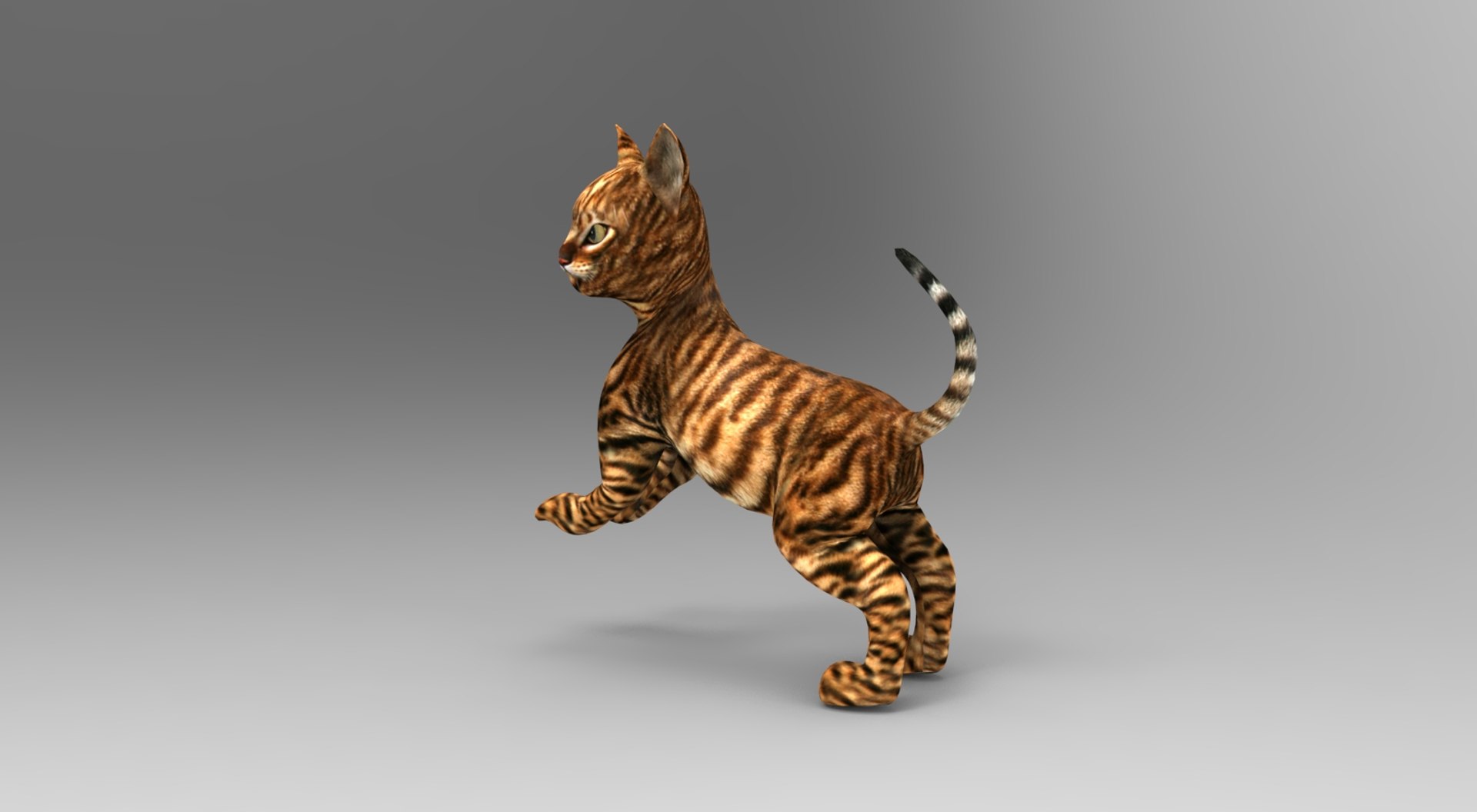 3D Cat Rigged Animation Model - TurboSquid 1204695