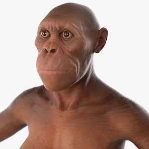 Scientific Replica of Australopithecus Female