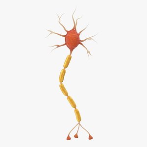 neuron nerve cell anatomy 3D model