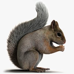 3D Brown Squirrel Xgen Rigged