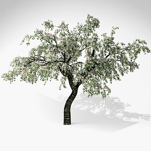 cherry blossom tree 3D model