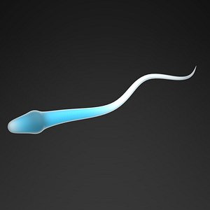 sperm cell max