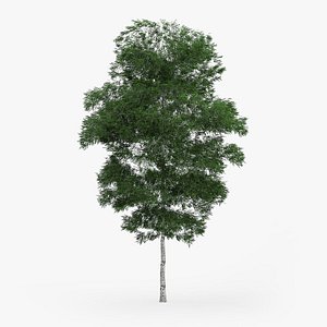 c4d downy birch 11 4m