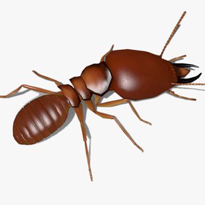 Termite model
