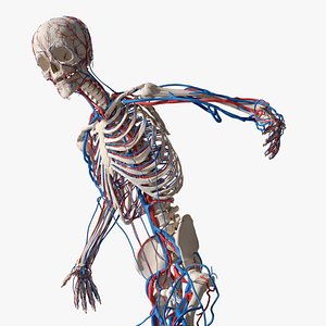 Skeletal and Circulatory System Rigged for Cinema 4D