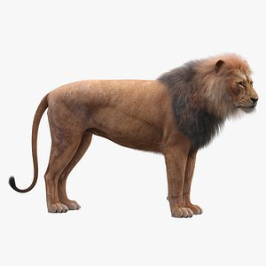 realistic rigged lion fur 3D model