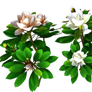 Flower Magnolia