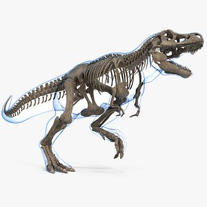 3D model tyrannosaurus rex skeleton fossil