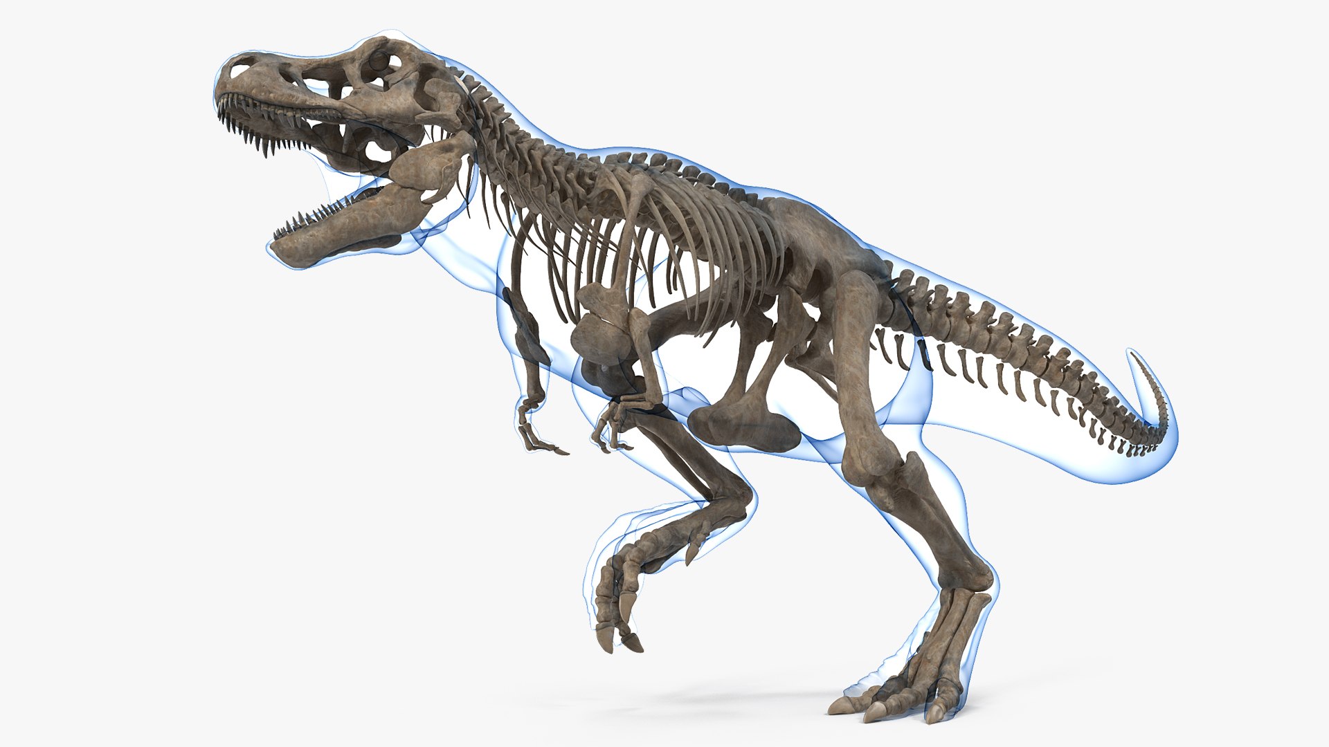 Tyrannosaurus Rex Skeleton Fossil with Skin Rigged for Cinema 4D 3D model preview