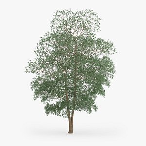 yellow birch 16m 3d c4d