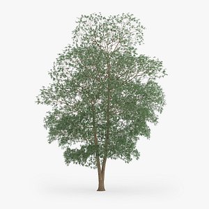 Yellow Birch Tree 16m