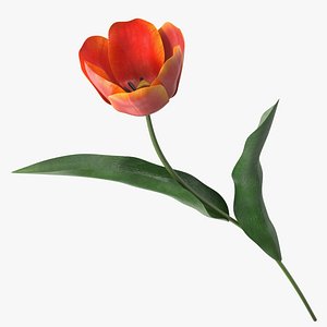 3D Blooming Red-Yellow Tulip Flower