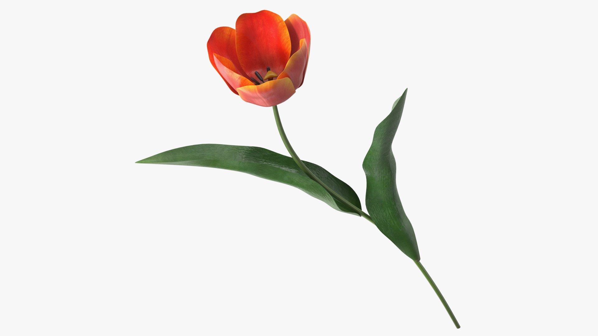 Blooming Red-Yellow Tulip Flower 3D model preview