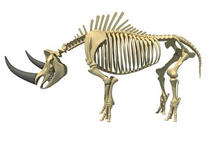 3D rhino skeleton animal
