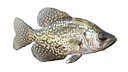 Black Crappie Fish