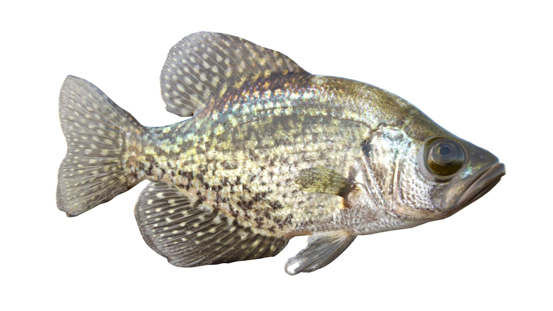 3D 50 Fish Sea Creature Collection v3 https://p.turbosquid.com/ts-thumb/QN/o5p8vP/eC/2/jpg/1789778730/1920x1080/fit_q87/585ed27b85d6c4474aeba4d28e6f74f8d0d410a8/2.jpg