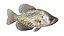 50 Fish Sea Creature Collection v3