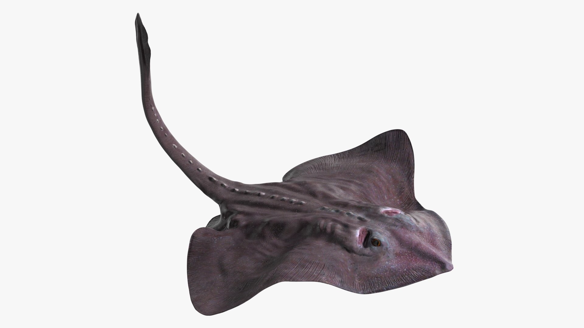Bathyraja Lindbergi Gray Rigged 3D model preview