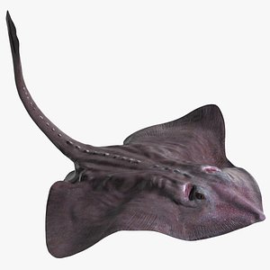 3D Bathyraja Lindbergi Gray Rigged model