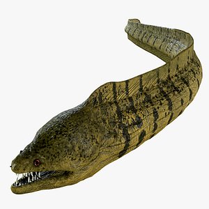 Animated eel
