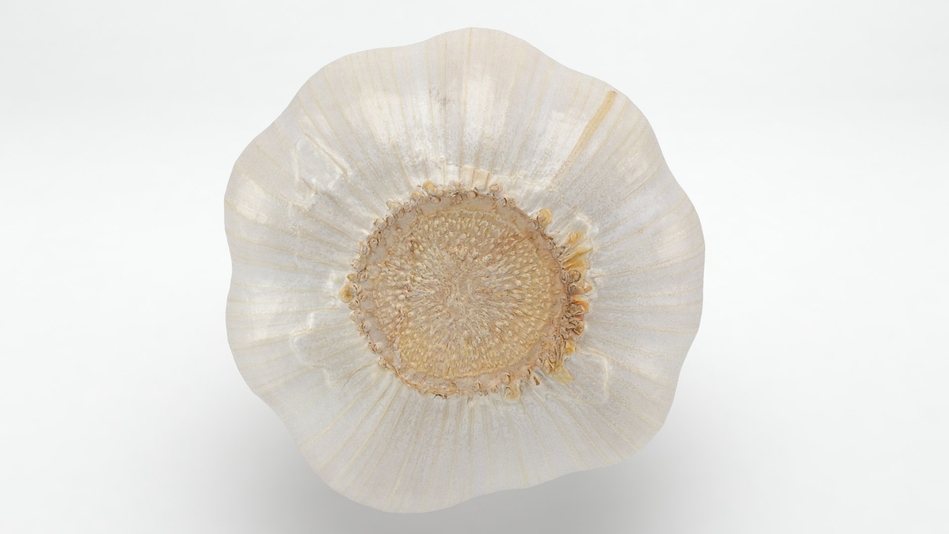 Garlic 3D model https://p.turbosquid.com/ts-thumb/QN/zHgjwx/Sa/garlic_b0017/jpg/1646764959/1920x1080/fit_q87/6e9c36b1f165b516da6538282fe01e8c560d3367/garlic_b0017.jpg